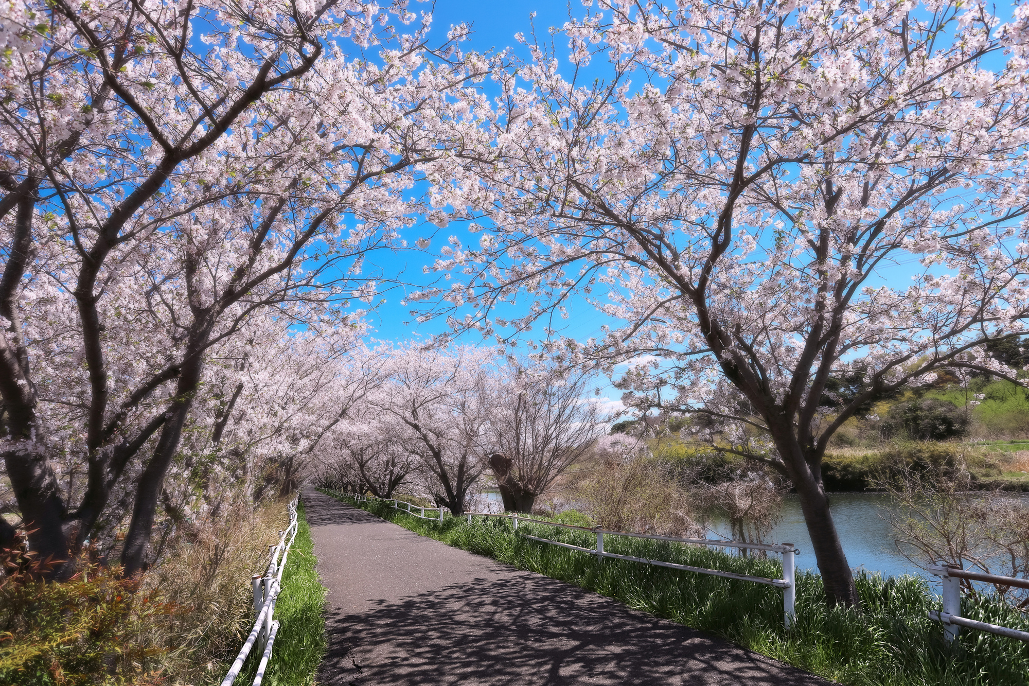 花見川サイクリングロード