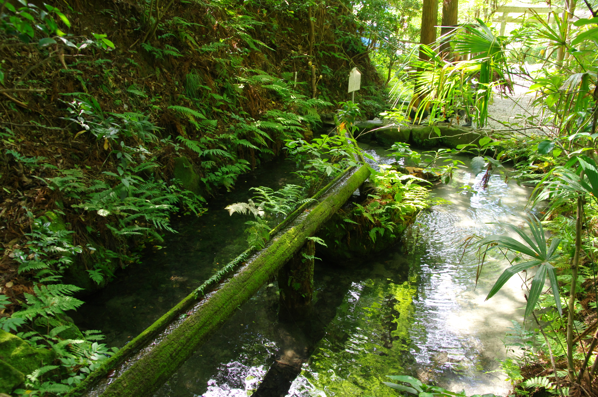 熊野の清水