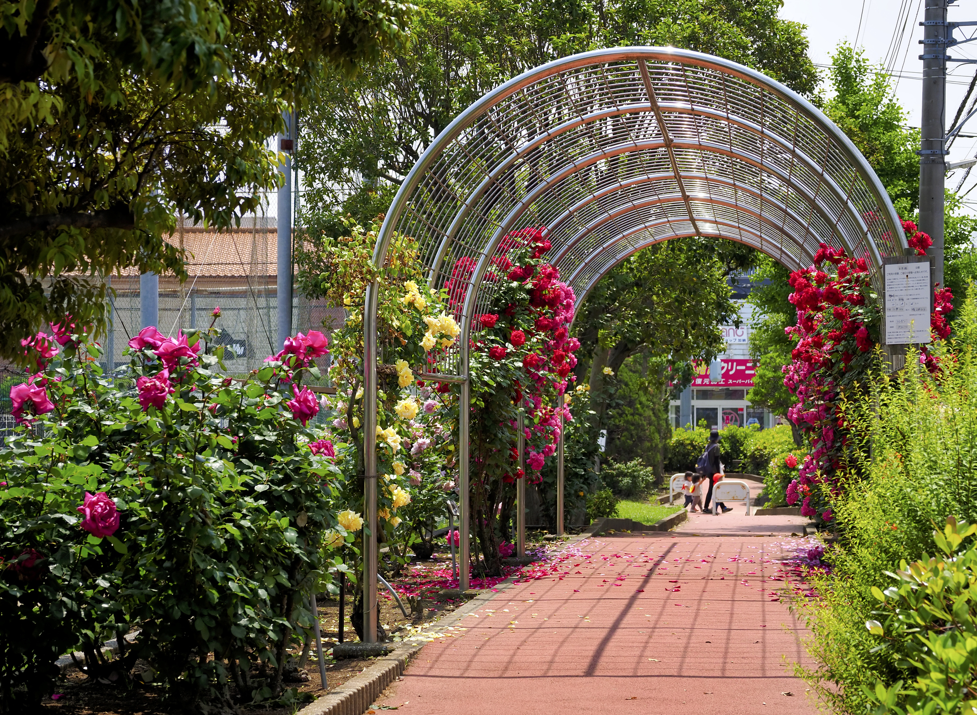 南行徳公園のバラ園