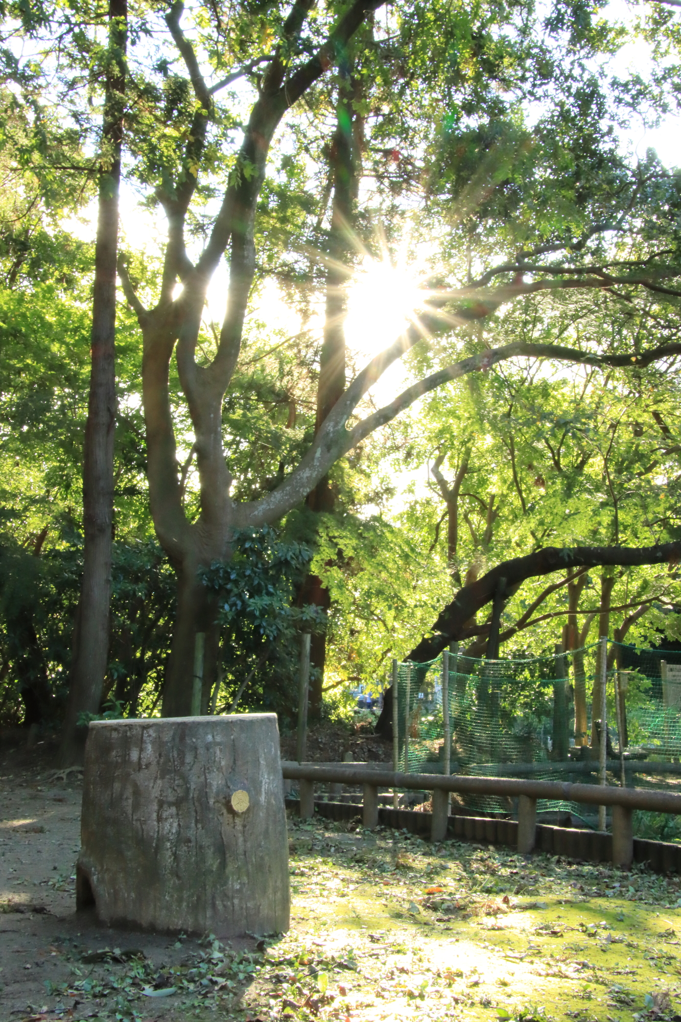藤崎森林公園