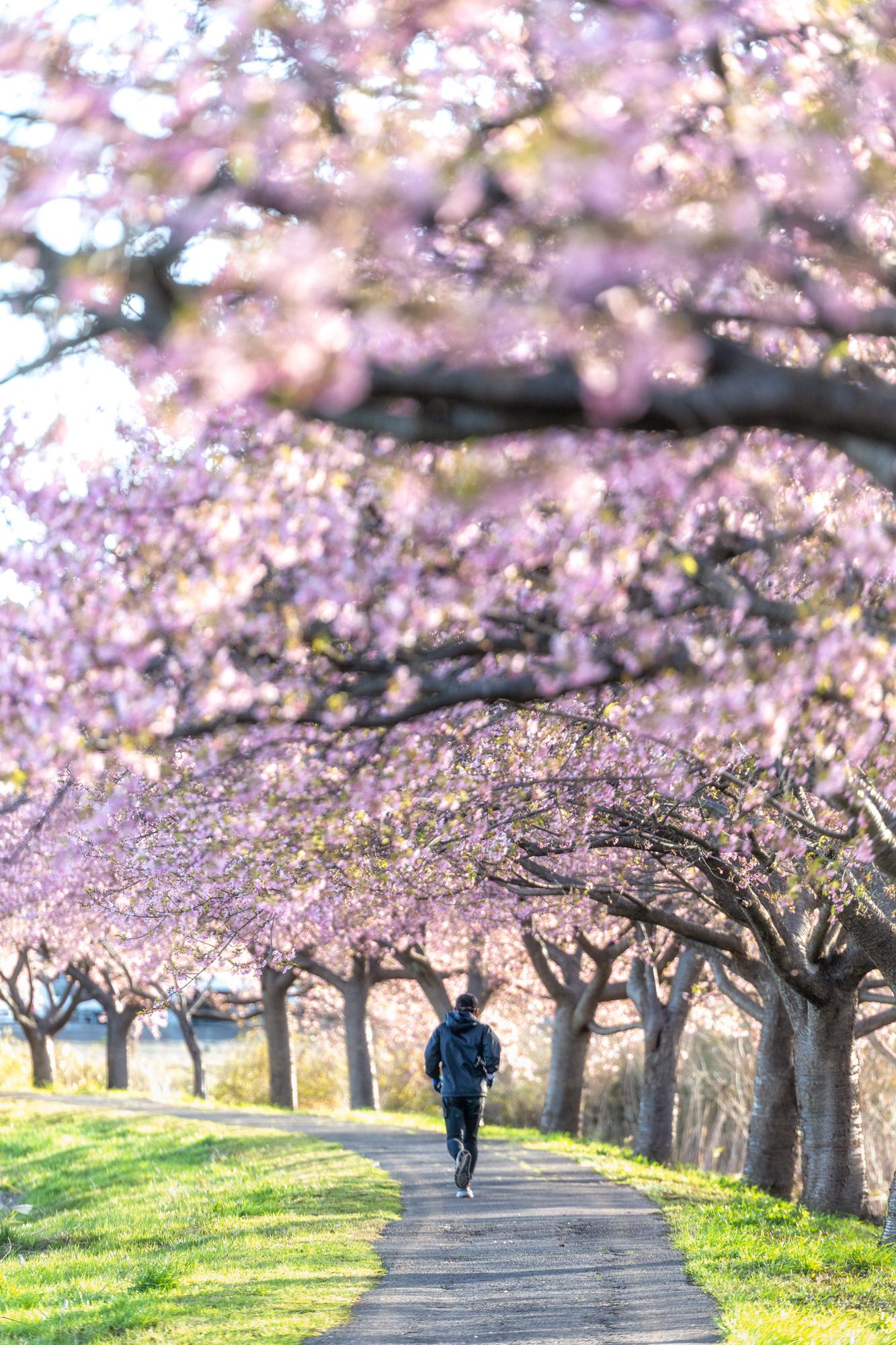 新川千本桜