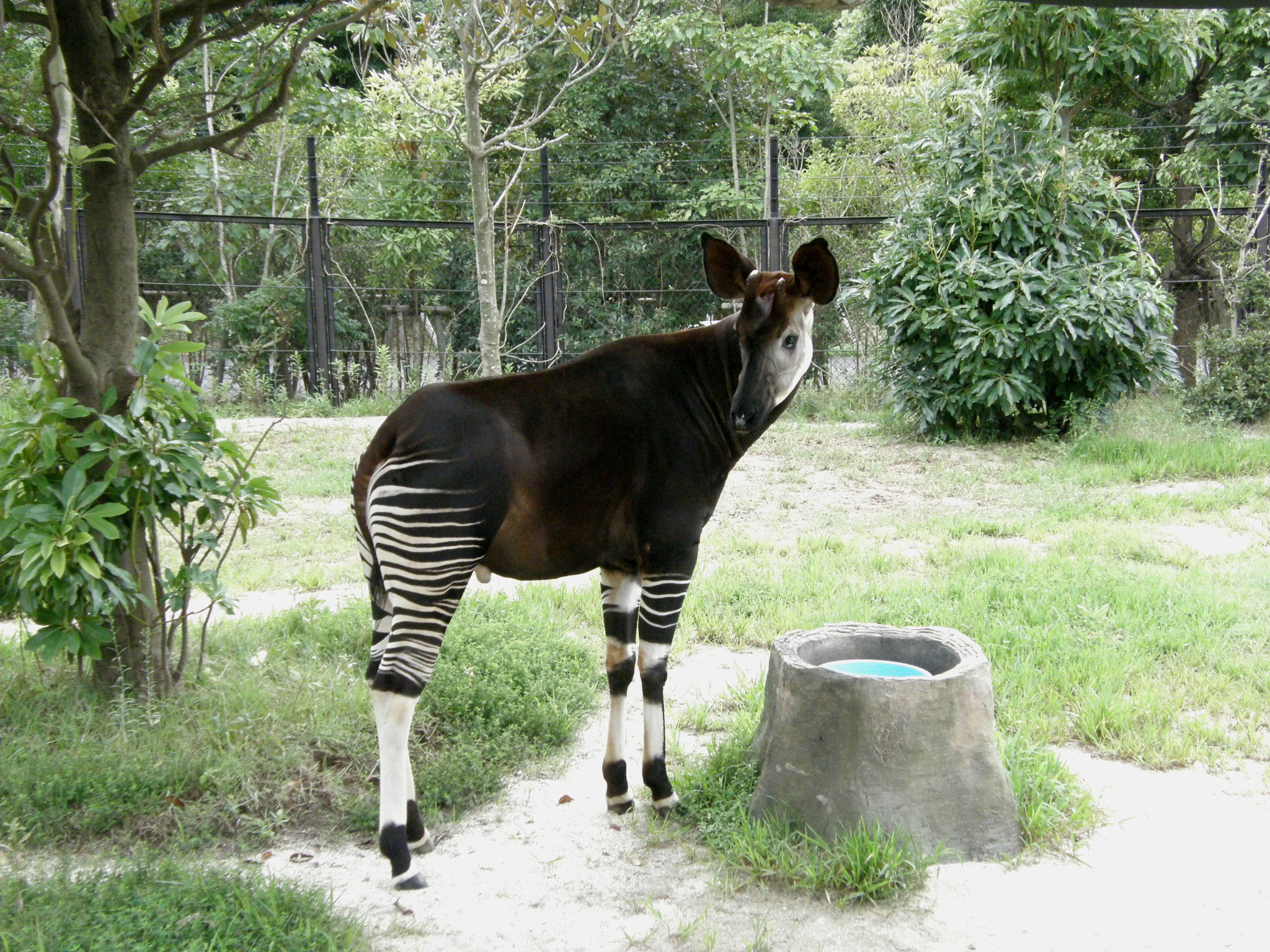 よこはま動物園ズーラシア