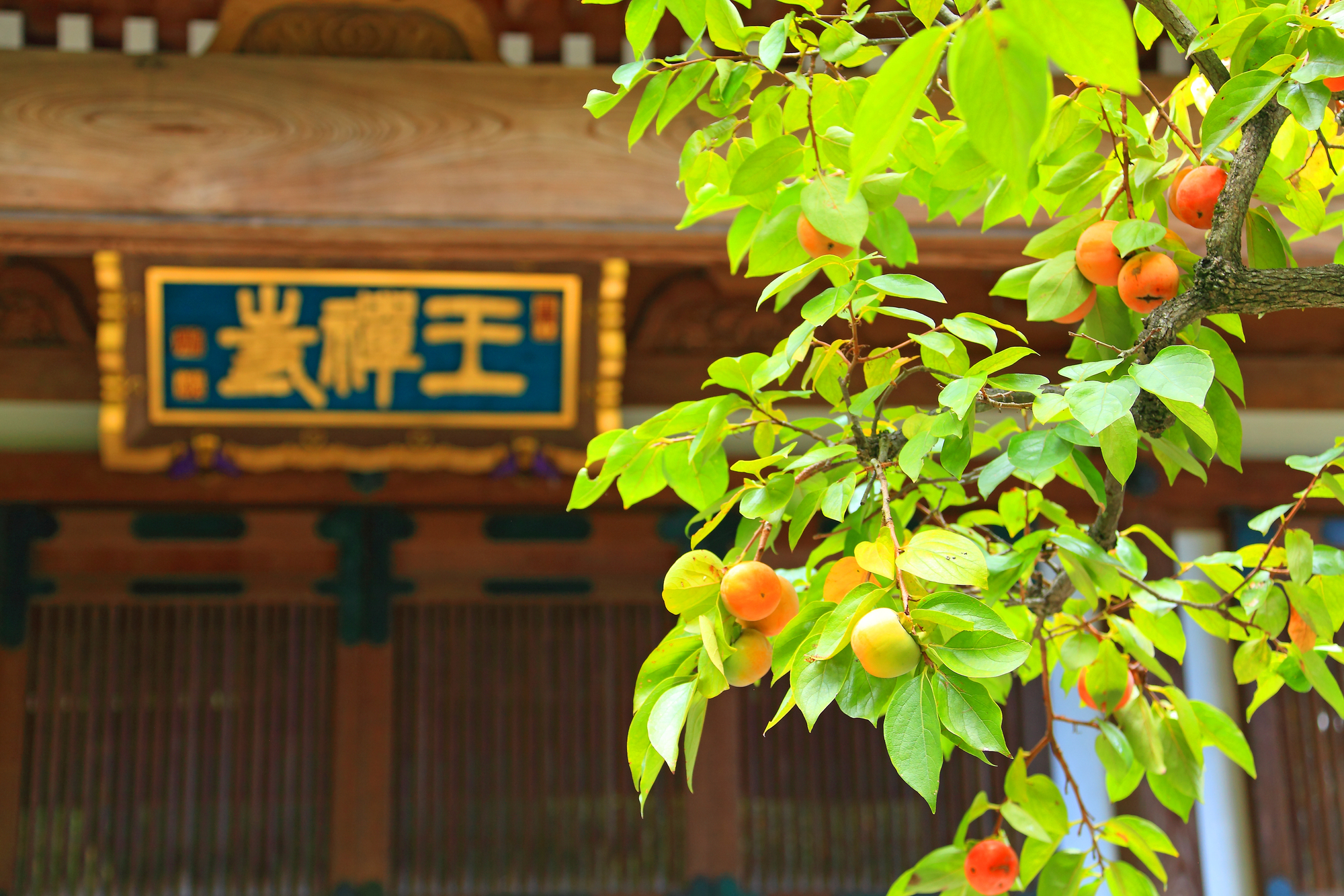 禅寺丸柿