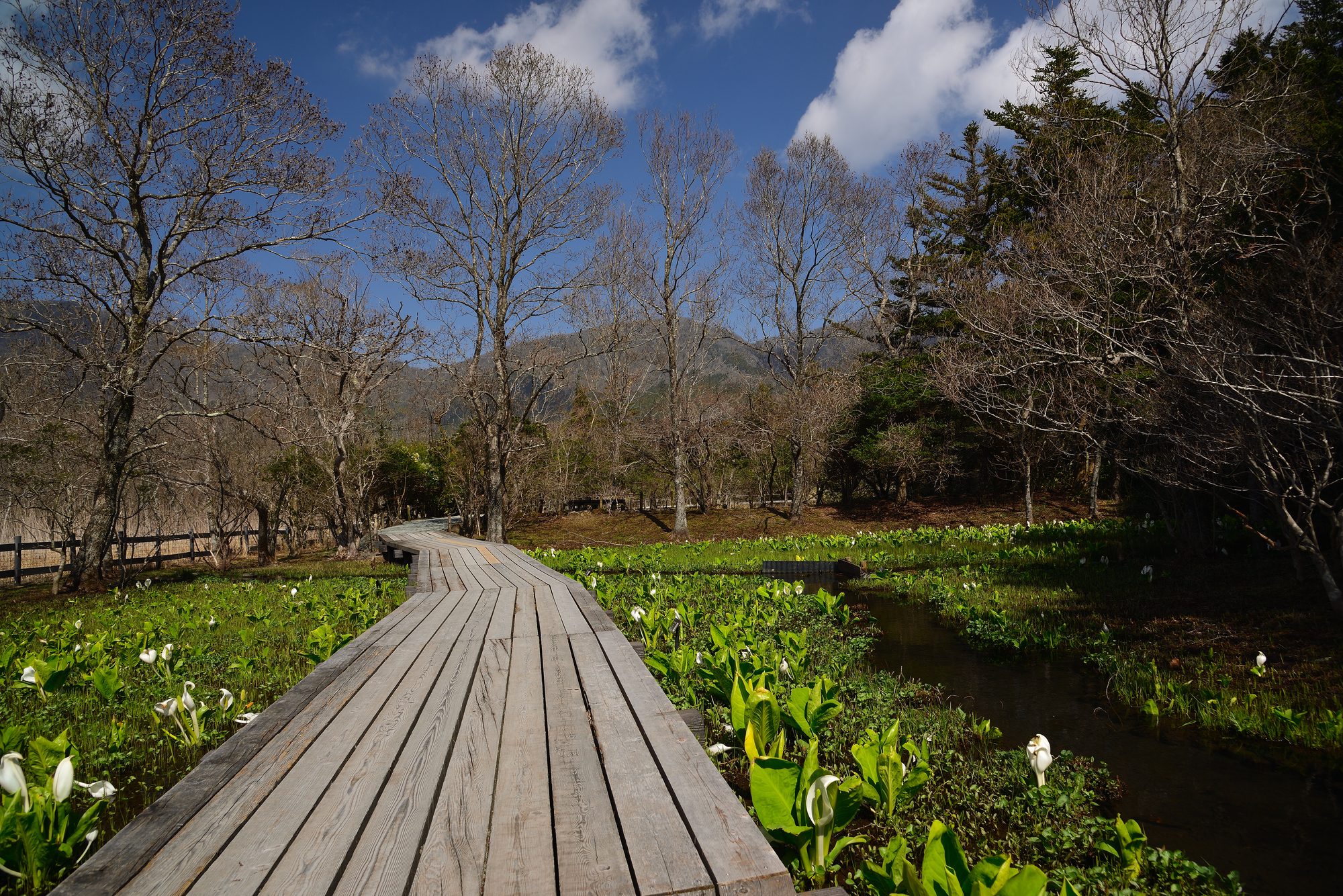 箱根湿生公園
