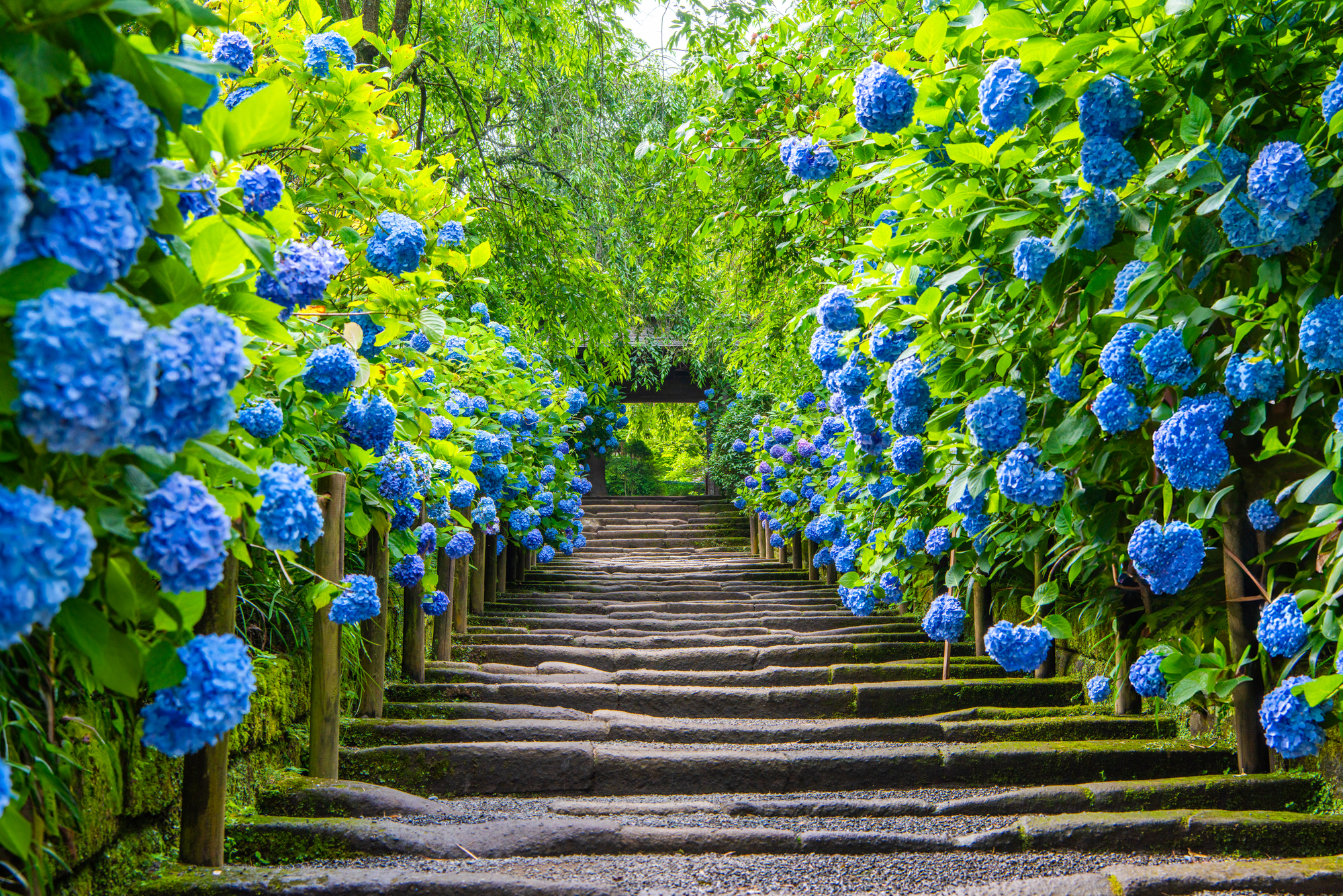 あじさい寺 明月院