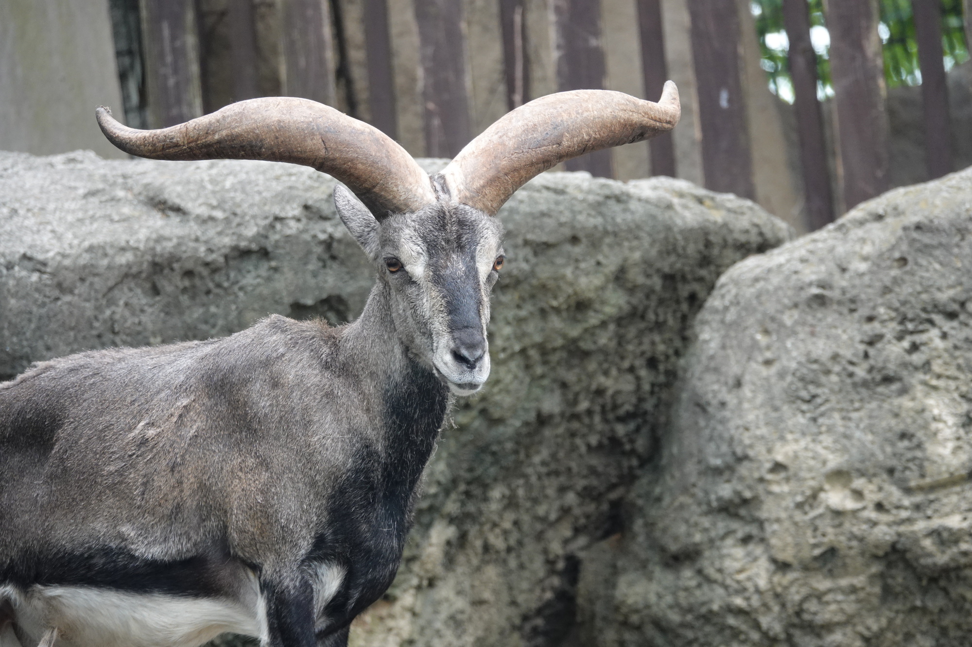 バーラル（金沢動物園）