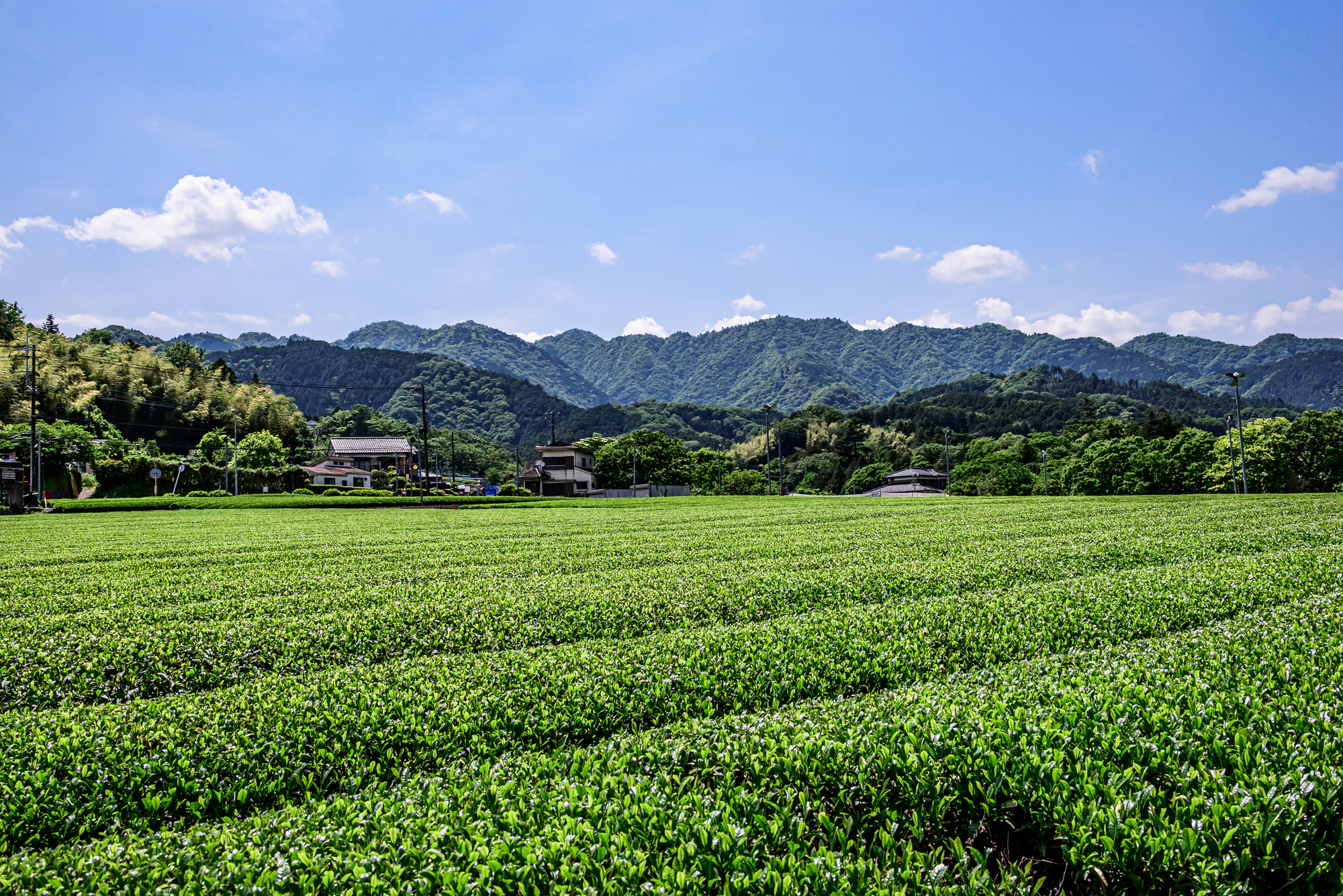 清川村の茶畑