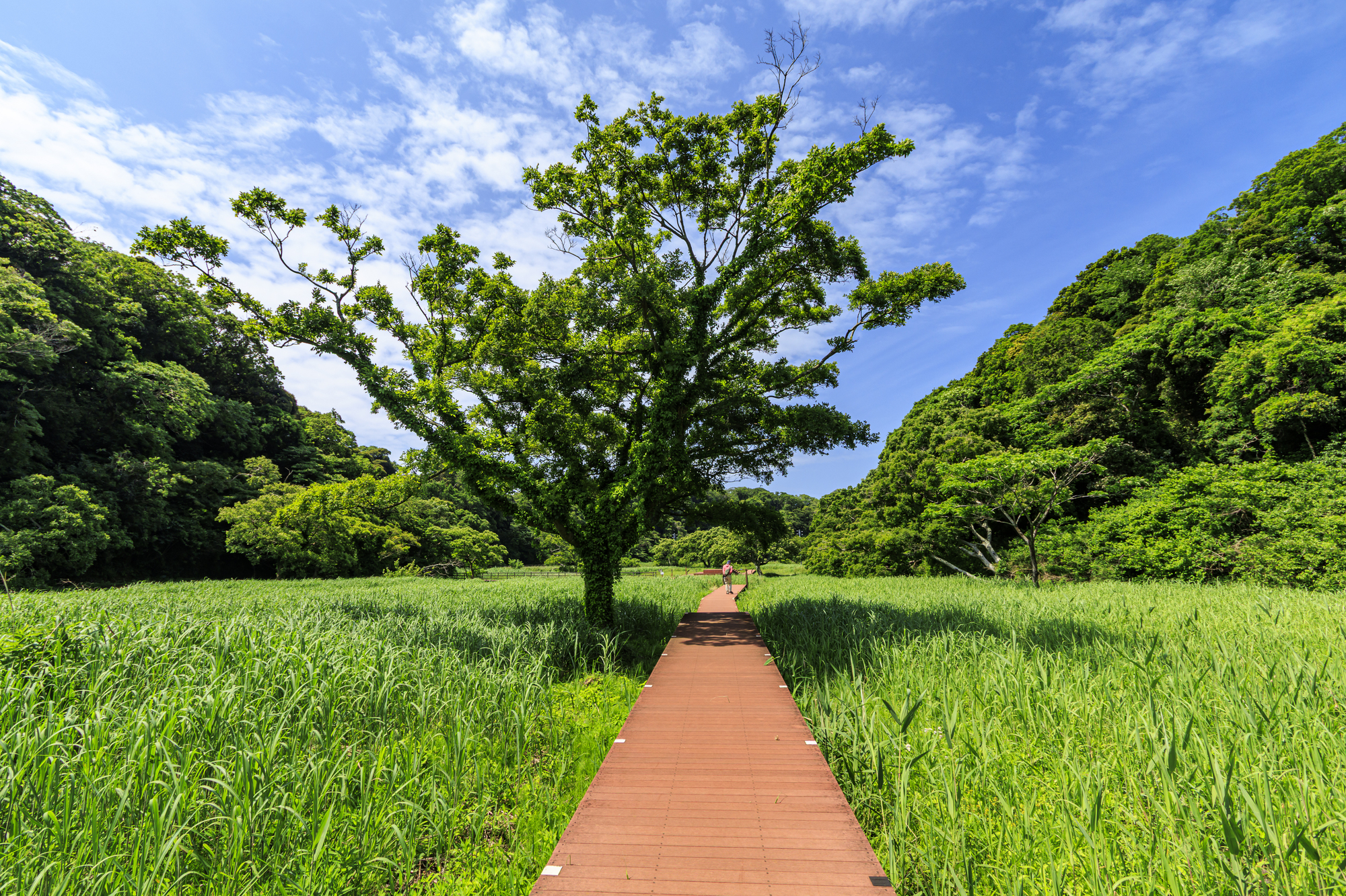 小網代の森