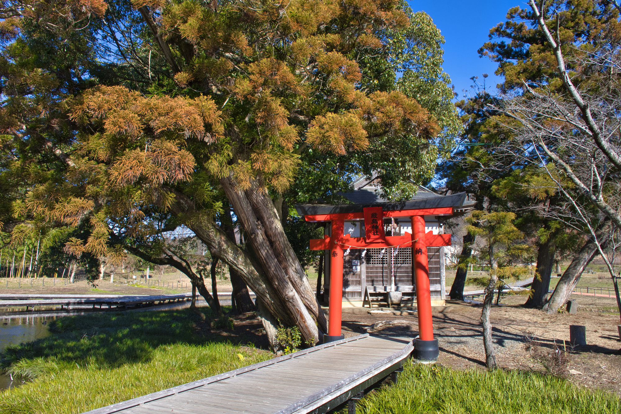 厳島湿生公園