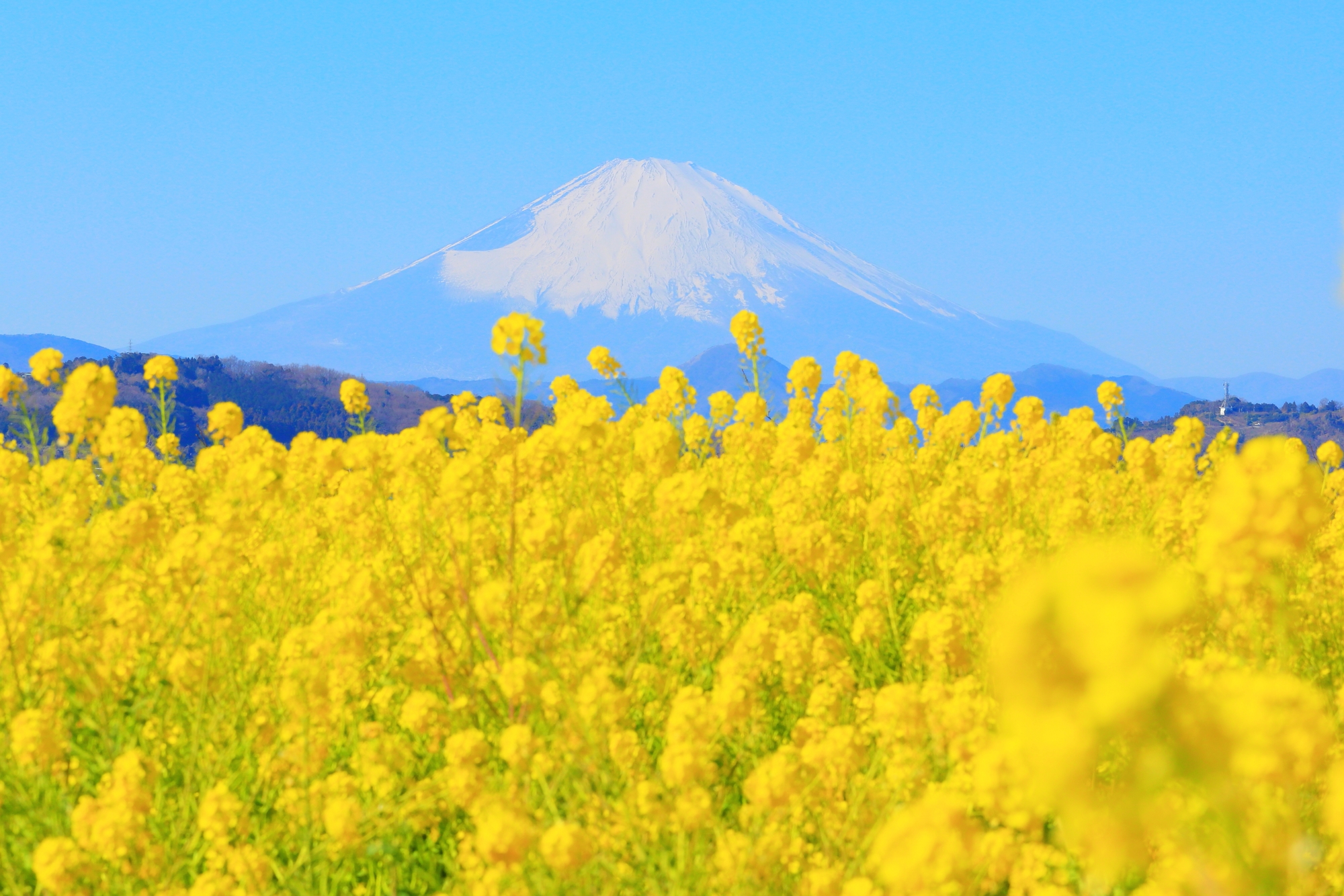 吾妻山公園