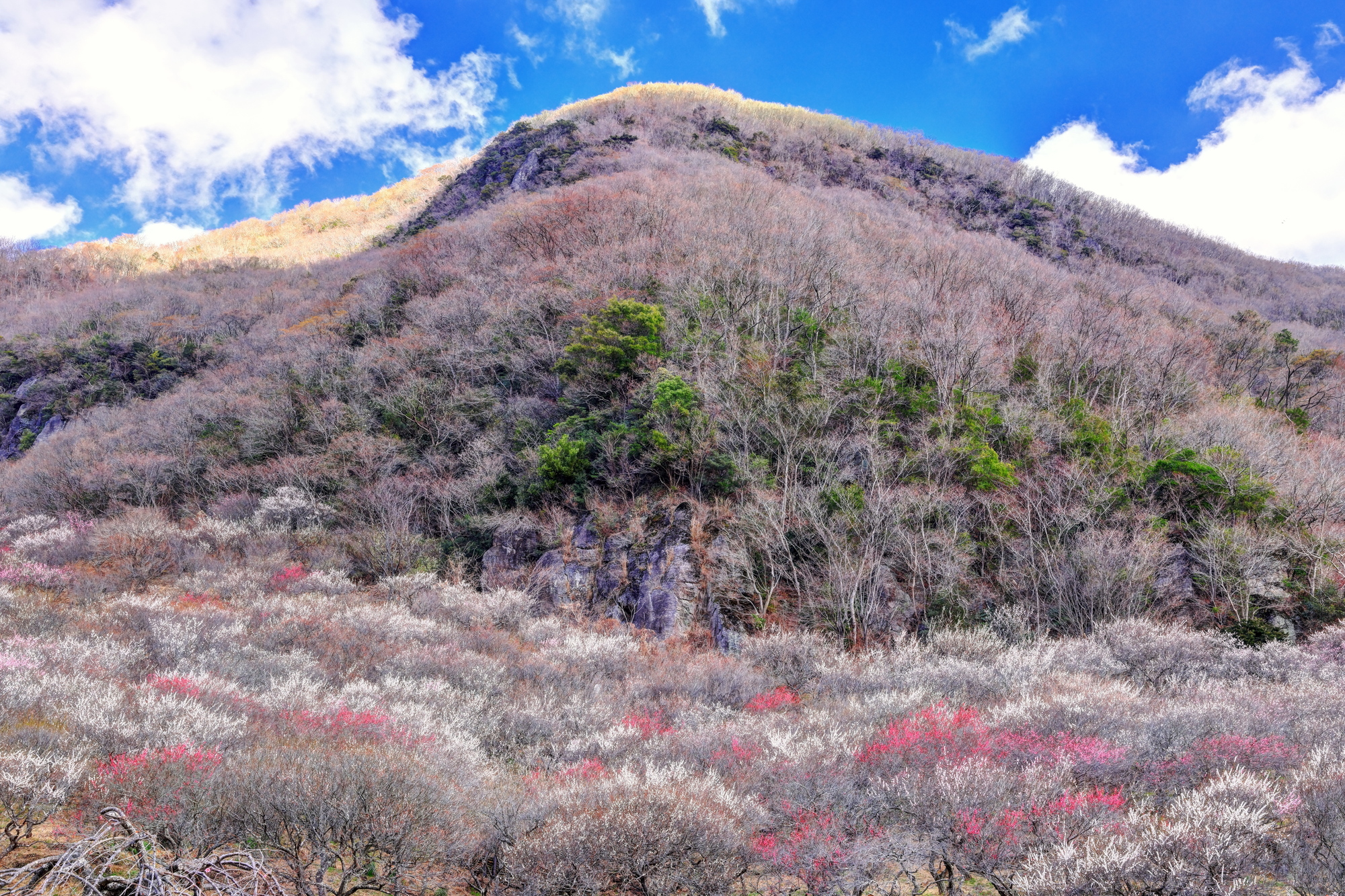 湯河原梅林
